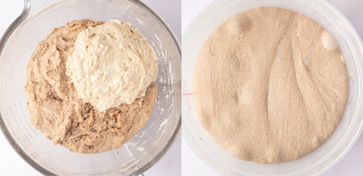 Whole wheat sourdough dough after mixing and after developing more strength.