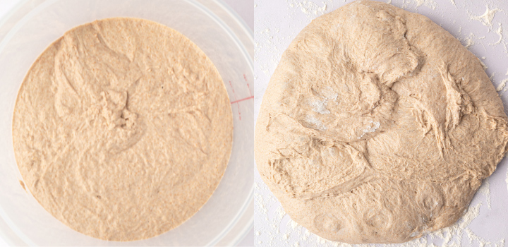 Aerated whole wheat sourdough dough at the end of bulk fermentation and turned out onto a floured surface for preshaping.